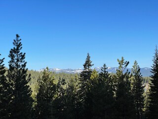 pine trees in the forest