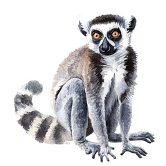 Lemur, watercolor illustration vector, isolated on a white background.