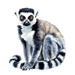 Obraz premium watercolor of Lemur, vector, isolated on a white background.