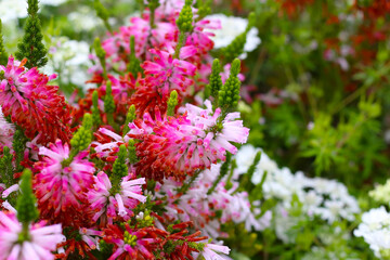 Erica verticillata in Japanese garden