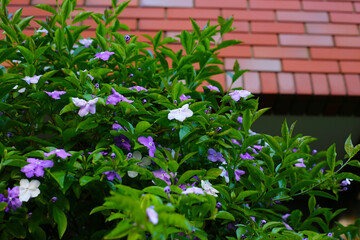 Brunfelsia pauciflora flower on tree