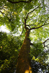 Naklejka premium Looking up from down tree, Big trees in Japan