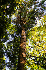 Fototapeta premium Looking up from down tree, Big trees in Japan