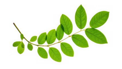 Green Leaf Branch
