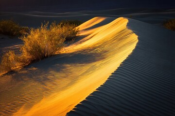 Golden sand dune bathed in soft sunlight.  Small scrubby plants at base