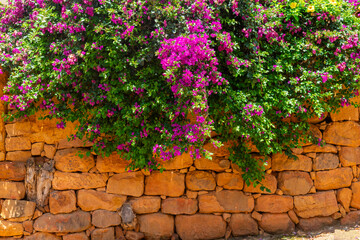 Red stone wall from Barichara covered with vibrant fuchsia Bougainvillea flowers.