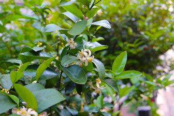 White flower of orange on tree