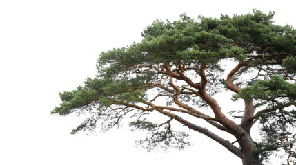 A majestic pine tree reaches skyward, its boughs a vibrant tapestry of green against a clear backdrop, evoking a sense of enduring strength.