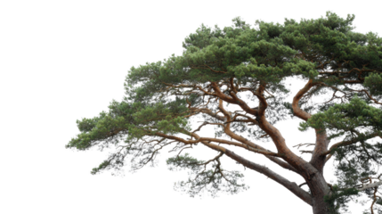 A majestic pine tree reaches skyward, its boughs a vibrant tapestry of green against a clear backdrop, evoking a sense of enduring strength.