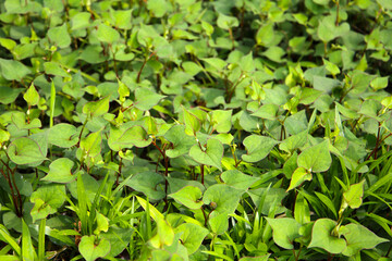Houttuynia cordata plant, Houttuynia cordata Thunb.