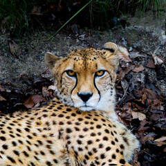 Cheetah is laying down in the dirt. Close up