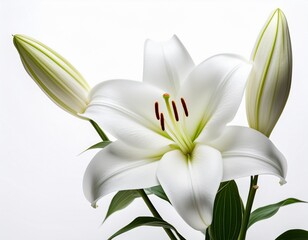 white lily blooming with bud and stem on white background