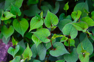 Houttuynia cordata plant, Houttuynia cordata Thunb.