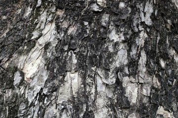 Close up of tree bark