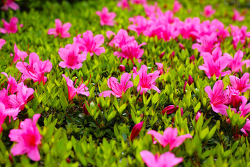Pink and white azalea flowers blooming beautifully along a pedestrian sidewalk in Tokyo, Japan