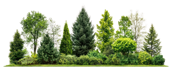 PNG Group of trees nature forest green.