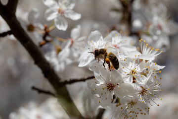 A beautiful bee actively pollinating stunning white cherry blossom flowers in springtime