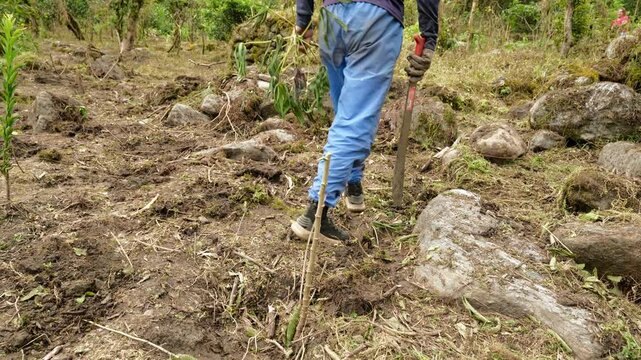 Experienced farmer carefully cutting fresh yuca root plant using sharp machete during traditional agricultural harvest in rural Latin American countryside