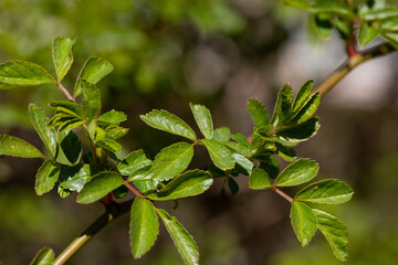 A closeup view featuring the vibrant green leaves found in the beauty of natures landscape