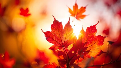 Fototapeta premium Autumn's Embrace Vibrant Maple Leaves in Golden Sunlight