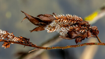 Macro. Flower seed from a dead tree.
