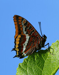 An excellent example of a female Two Tailed Pasha butterfly - Charaxes jasius on a fig tree, one of...