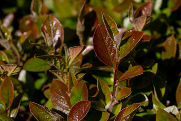 Lush Green and Brown Foliage Surrounded by Picturesque Natural Landscapes and Ecosystems