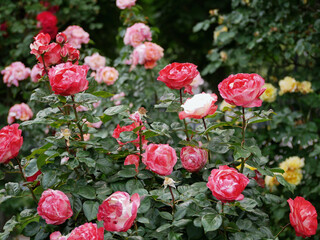 Pink Floribunda hybrid tea roses bloom. Elite English garden rose flowers growing in Rosengarten Volksgarten in Vienna