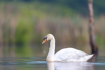 Łabędź niemy, mute swan, Cygnus olor