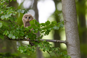 Młody puszczyk uralski, The young ural owl, Strix uralensis © Michal Przystas