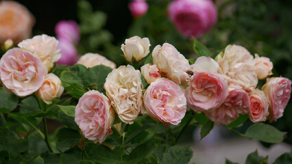 Pink Floribunda hybrid tea roses bloom. Elite English garden rose flowers growing in Rosengarten Volksgarten in Vienna