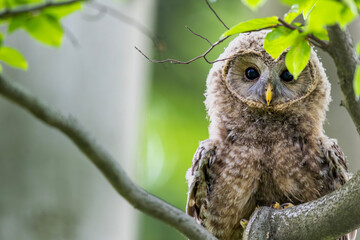 Młody puszczyk uralski, The young ural owl, Strix uralensis