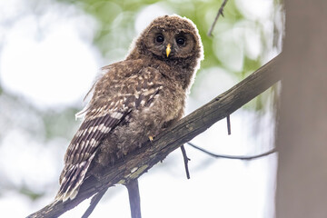 Młody puszczyk uralski, The young ural owl, Strix uralensis © Michal Przystas