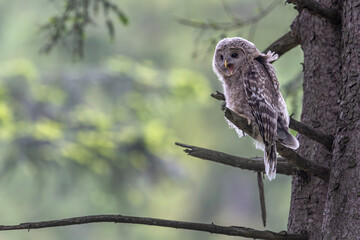 Młody puszczyk uralski, The young ural owl, Strix uralensis