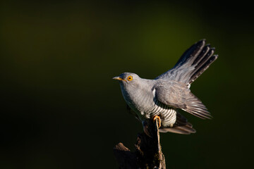 Kukułka, Cuckoo, Cuculus canorus	