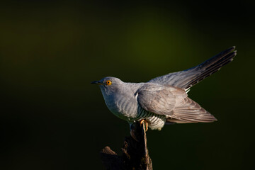 Kukułka, Cuckoo, Cuculus canorus	