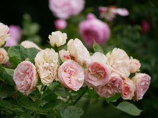 Pink Floribunda hybrid tea roses bloom. Elite English garden rose flowers growing in Rosengarten Volksgarten in Vienna