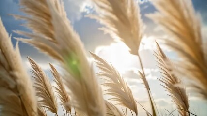 Field of Pampas grass blowing in the wind on a sunny day with sky, nature background, and delicate sunbeams, creating a serene autumn scene - Powered by Adobe