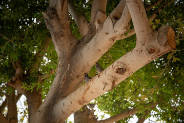 Two Common Myna chicks with open beaks perched on tree branch, calling for food outdoors