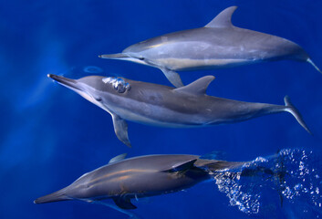 School of wild Spinner dolphins under water in the Atlantic ocean. Fernando de Noronha Island nature reserve. Pernambuco, Brazil. UNESCO 