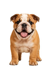 Obraz premium Standing English Bulldog Puppy Smiling – Realistic Brown and White Dog on Transparent Background for Pet Branding and Stickers 