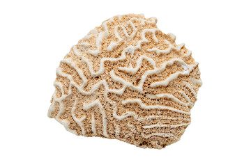 Close-up of coral fossils, isolated on white background