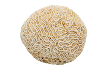 Close-up of coral fossils, isolated on white background