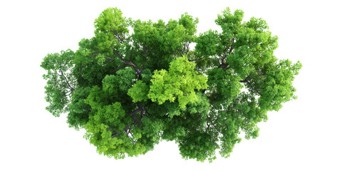 Fototapeta premium Aerial view of lush, verdant tree crowns forming a vibrant, natural canopy, offering a sense of tranquility and serenity from an overhead perspective.