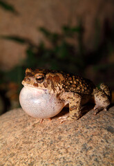 Moroccan Spadefoot Toad (Pelobates varaldii) in the wild, calling at night - a protected endangered species on red list - very rare photo.