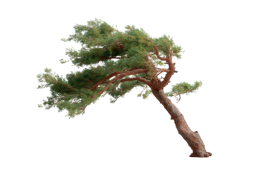 A resilient pine tree leans gracefully, showcasing its strength against the unseen wind in a captivating display of nature's resilience.