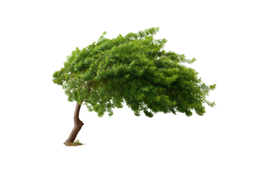 A resilient tree bends gracefully in the wind, showcasing nature's power. Vivid green foliage sways dynamically, capturing the essence of resilience and adaptability. 