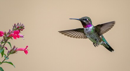 Obraz premium Hummingbird in Flight, Approaching Vibrant Pink Flowers