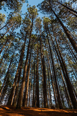 Perspectiva de Floresta de Eucaliptos, textura, céu azul e vegetação