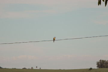 Bird Perched on Wire in Rural Setting